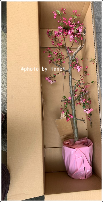 花言葉のひとつが 温和 心和む可愛いピンク色の ハナカイドウ を購入 Kurashiごと