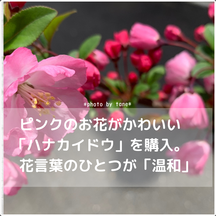 花言葉のひとつが 温和 心和む可愛いピンク色の ハナカイドウ を購入 40代からの自分磨きとくらしのこと